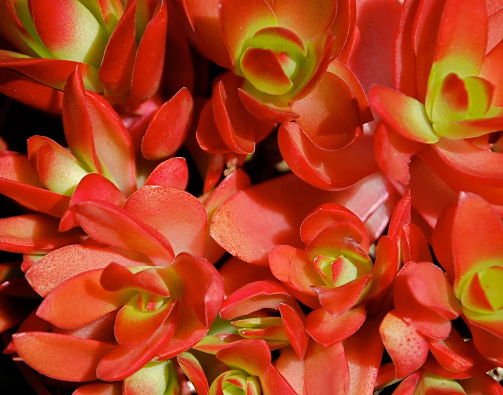 Crassula capitella ‘Campfire’ Bare Root – Rare Red-Green Succulent 2–3 inches