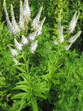 Veronicastrum virginicum (Culver’s Root) Seeds – 2500 Premium Non-GMO