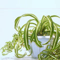 4 Rooted Curly Spider Plants (Chlorophytum ‘Bonnie’) – Live Indoor Houseplants