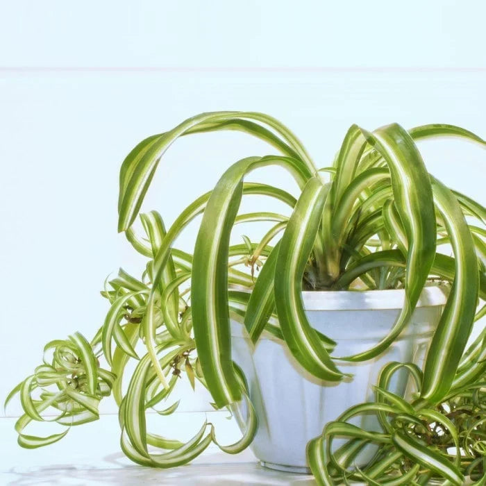 4 Rooted Curly Spider Plants (Chlorophytum ‘Bonnie’) – Live Indoor Houseplants