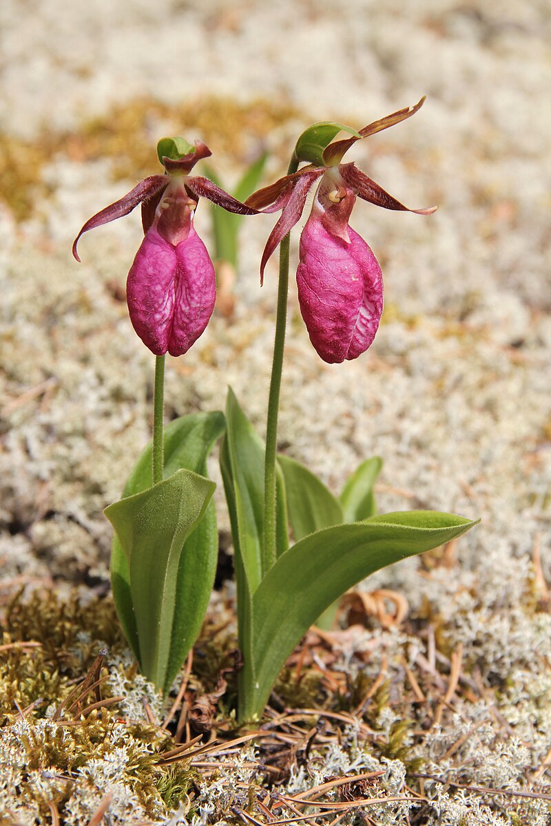 Pink Lady’s Slipper Orchid Cypripedium acaule Bare-Root Live Plant