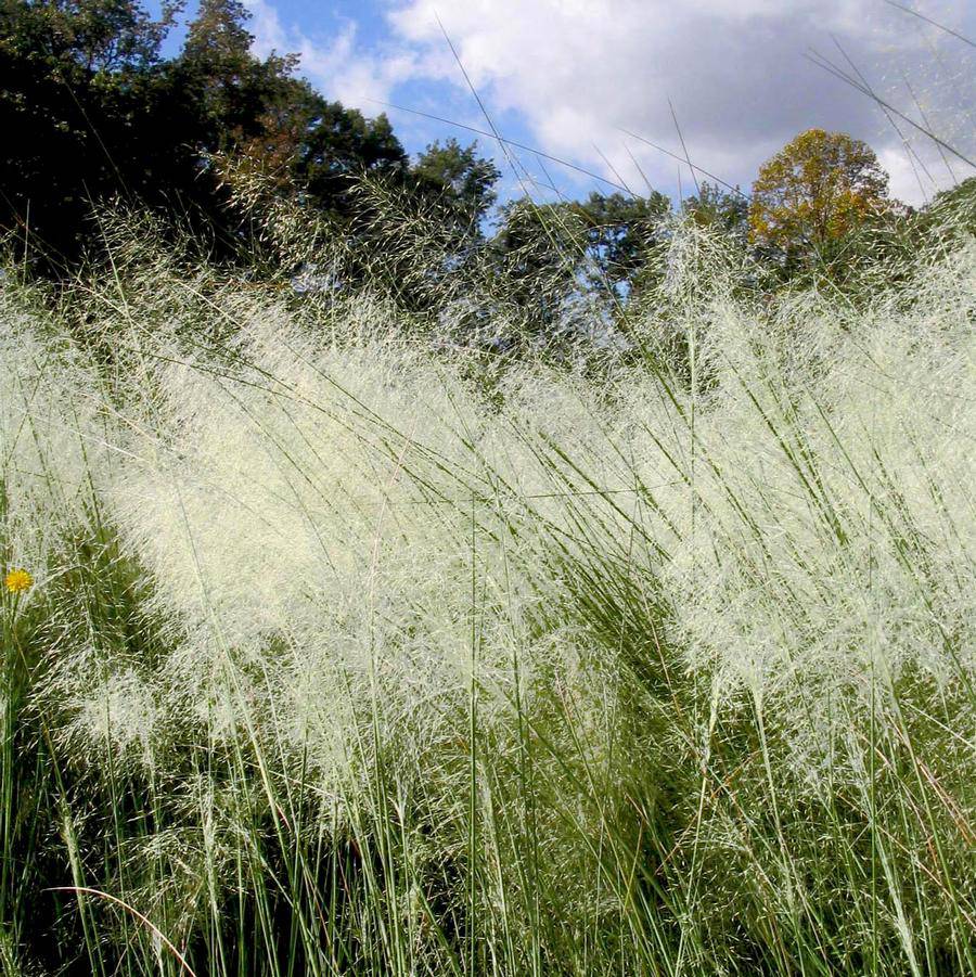 White Cloud Muhly Grass - Muhlenbergia capillaris, Mature Plant in 6" Pot