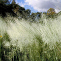 White Cloud Muhly Grass - Muhlenbergia capillaris, Mature Plant in 6" Pot
