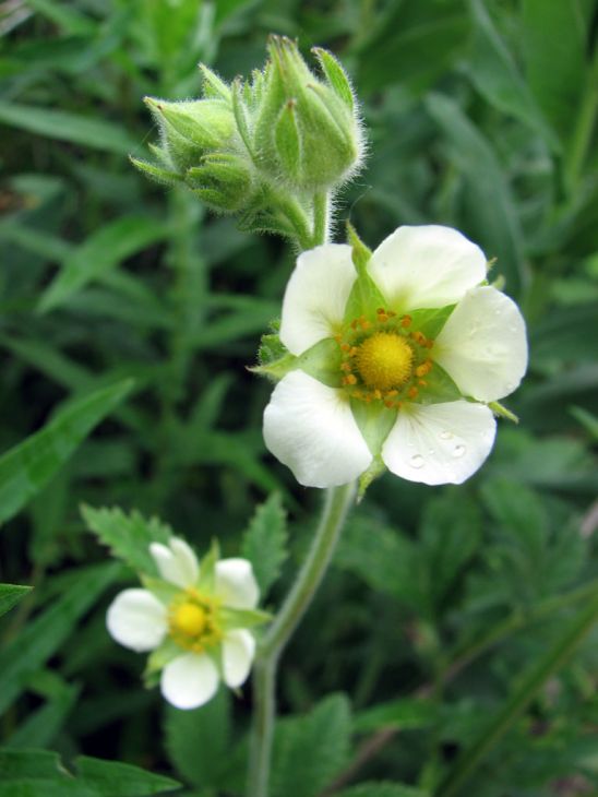 Drymocallis arguta (Prairie Cinquefoil) Seeds - 500 Premium Non-GMO, Pollinator Attracting Native Wildflower