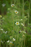 Drymocallis arguta (Prairie Cinquefoil) Seeds - 500 Premium Non-GMO, Pollinator Attracting Native Wildflower