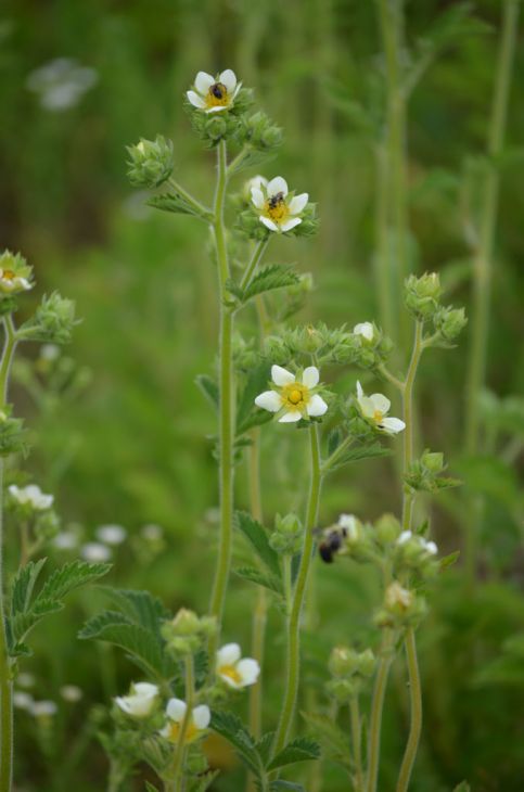 Drymocallis arguta (Prairie Cinquefoil) Seeds - 500 Premium Non-GMO, Pollinator Attracting Native Wildflower