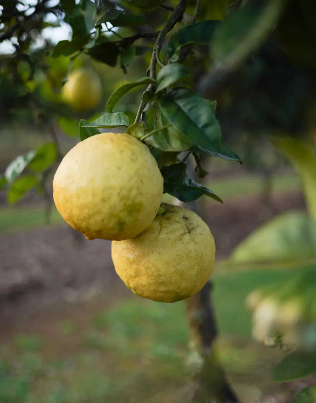 Ponderosa Lemon Cuttings (Citrus × pyriformis) 6–8 Inch Unrooted – For Rooting or Grafting