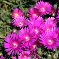 Magenta Ice Plant Cuttings Delosperma cooperi Unrooted 5-Pack - Drought-Tolerant Ground Cover
