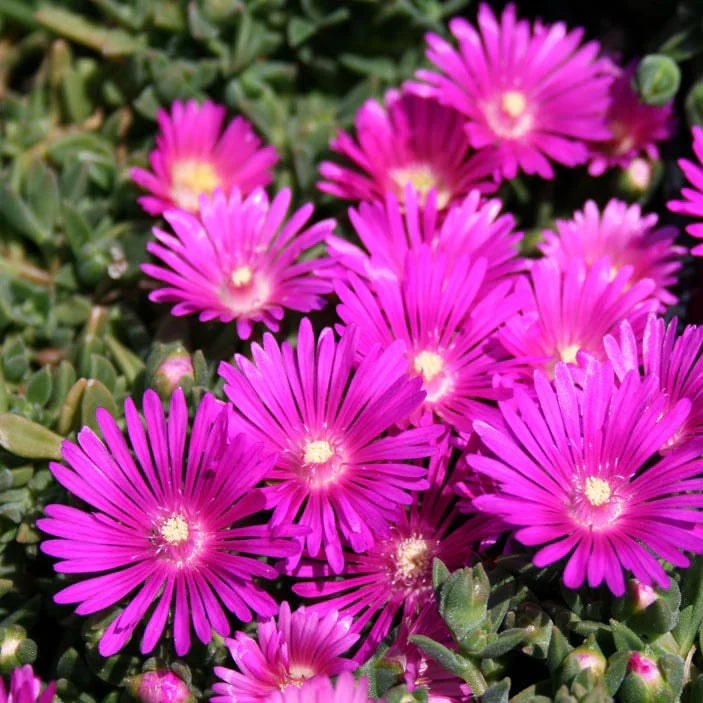 Magenta Ice Plant Cuttings Delosperma cooperi Unrooted 5-Pack - Drought-Tolerant Ground Cover
