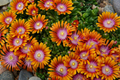 Fire Spinner Bicolor Ice Plant Delosperma ‘Fire Spinner’ – 4-Inch Live Plant