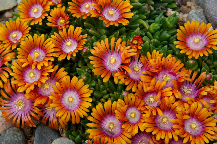 Fire Spinner Bicolor Ice Plant Delosperma ‘Fire Spinner’ – 4-Inch Live Plant