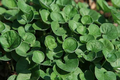 Emerald Falls Dichondra 1 Live Plant, 4-Inch Pot | Dichondra micrantha ‘Emerald Falls’