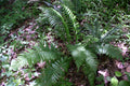 Glade Ferns (Athyrium pycnocarpon) – 3 Bare-Root Tennessee Ostrich Ferns for Shade Gardens