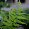 Leatherwood Fern Dryopteris marginalis - Bare Root 5 Pack, Native Shade Garden Fern