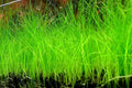Dwarf Hairgrass Eleocharis Parvula Bare Root Live Aquarium Plant