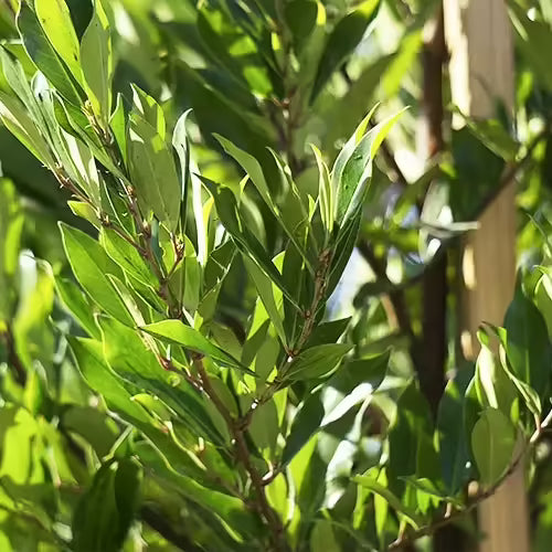 Cherry Laurel Cuttings (Prunus laurocerasus) - 20 Fresh Unrooted, Organic