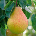 Ayers Sugar Pear Tree - 1-2 ft Bareroot (Self-Pollinating)