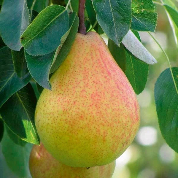 Ayers Sugar Pear Tree - 1-2 ft Bareroot (Self-Pollinating)