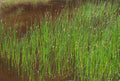 Eleocharis palustris Live Spike Rush Bareroot Water Garden Plant
