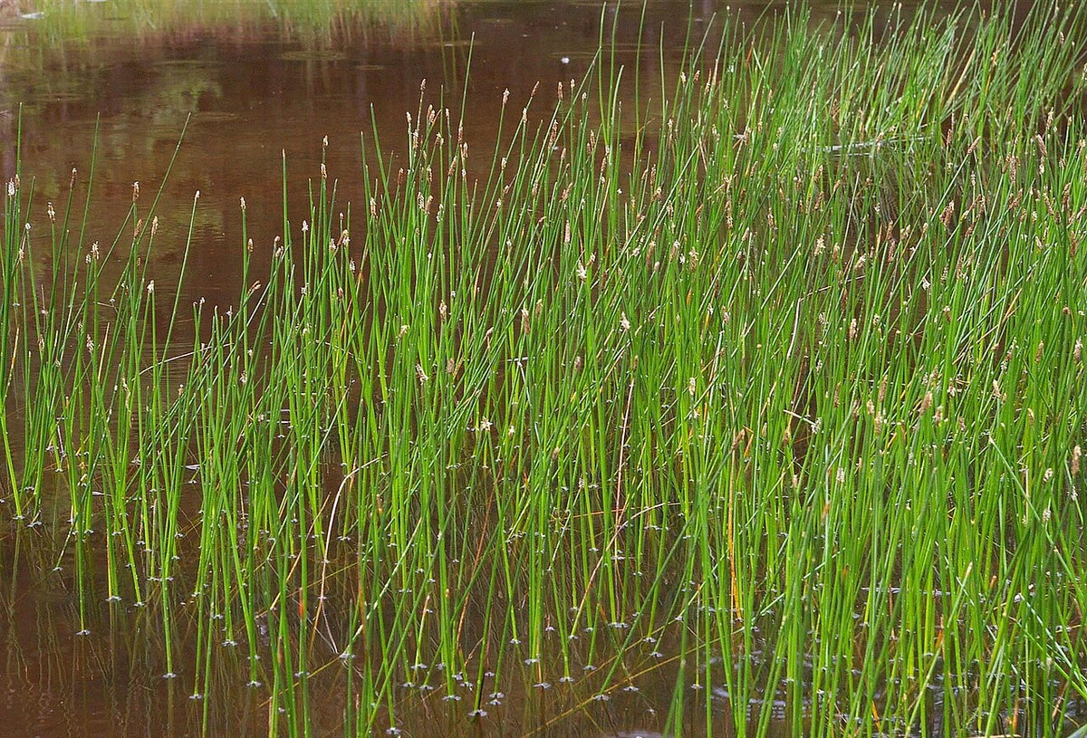Eleocharis palustris Live Spike Rush Bareroot Water Garden Plant
