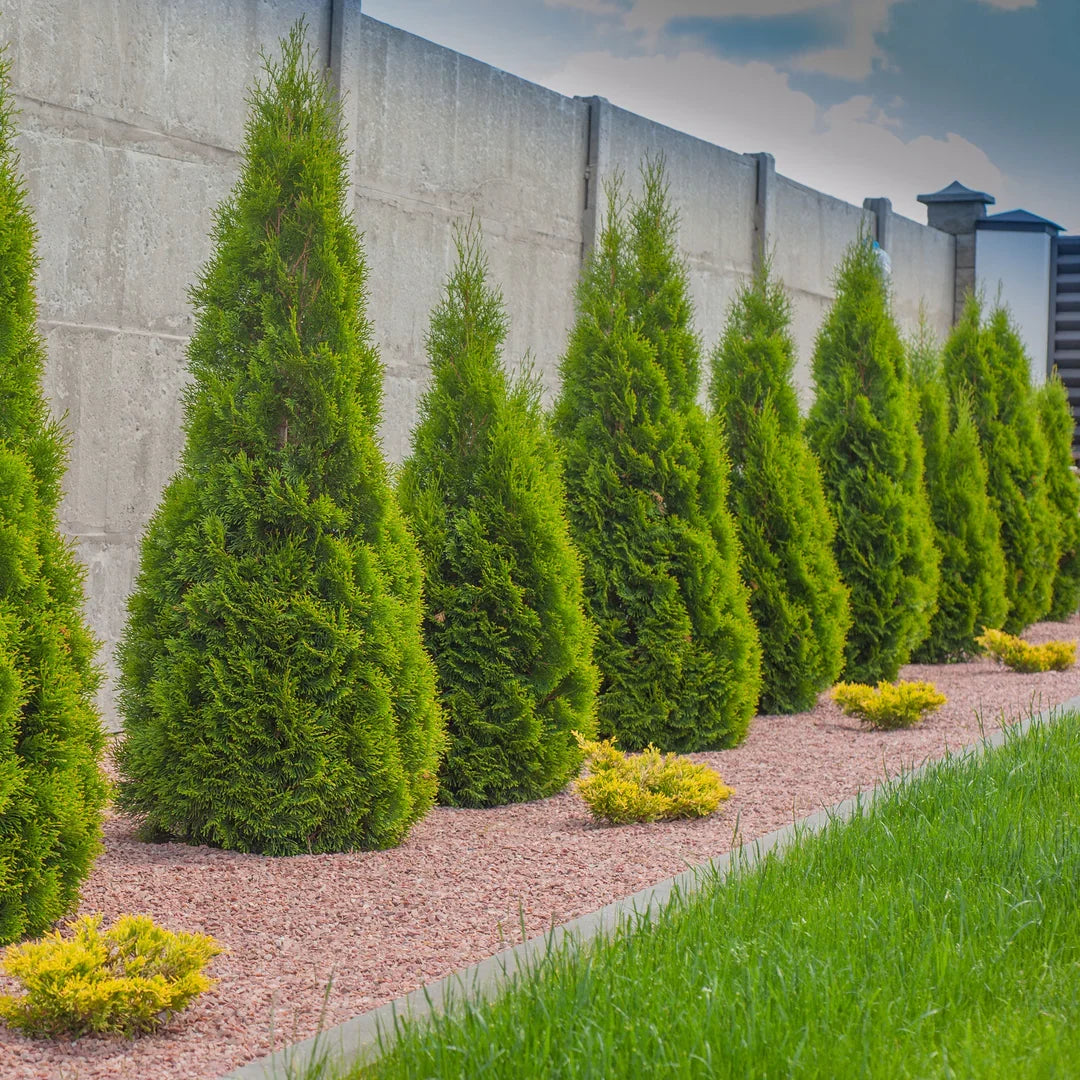 Arborvitae Emerald Green Cuttings (Thuja occidentalis ‘Smaragd’) – 10 Unrooted Fresh Clippings for Propagation