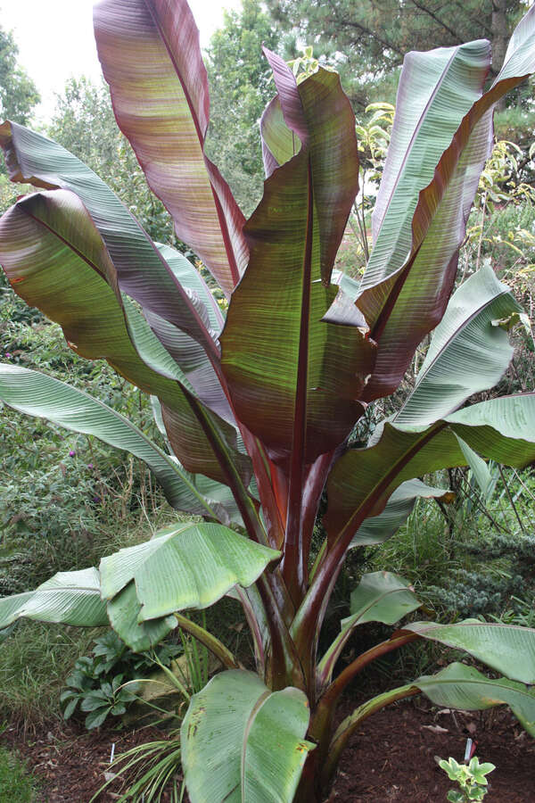 Ensete maurelii Red Abyssinian Banana Plant | Live Ornamental Banana Tree