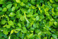 Purple Wintercreeper Euonymus fortunei Coloratus Bare Root Plants – 25 Live