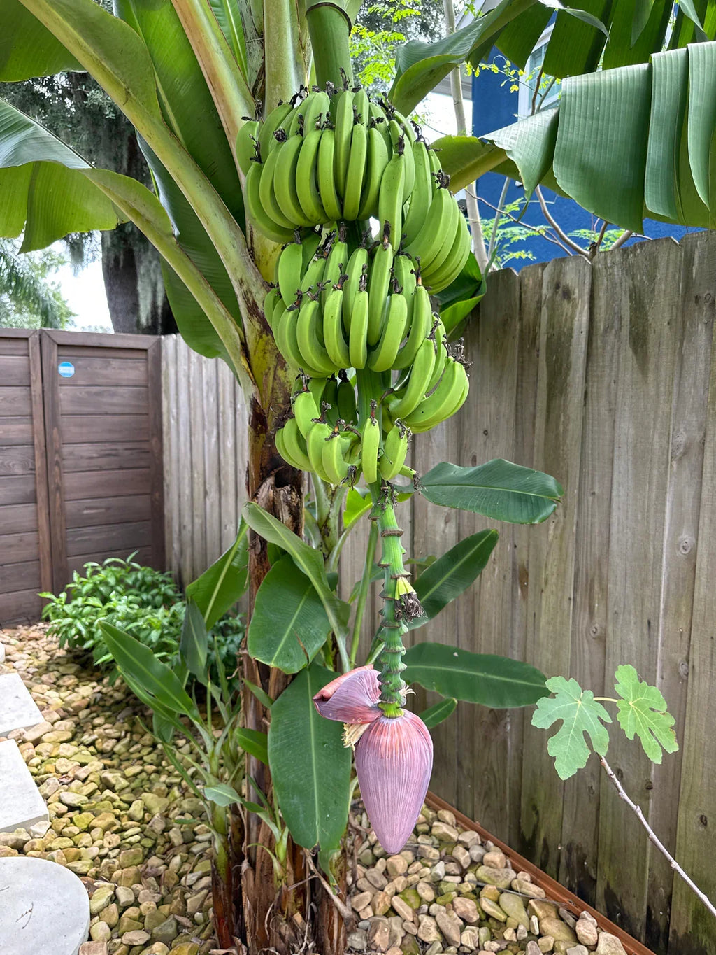 Dwarf Cavendish Banana Plant - Live Rooted Starter Plant, Edible Bananas, 5-8 ft
