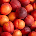 Rare Sweet Large Nectarine Cuttings – 3 Fresh Hardwood Cuttings for Rooting or Grafting