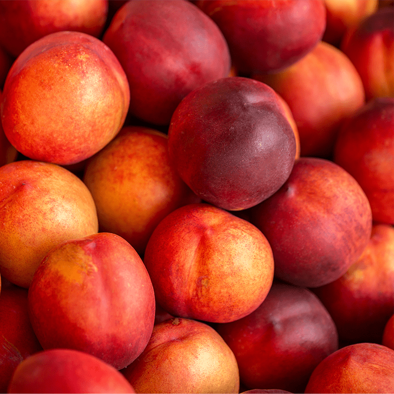 Rare Sweet Large Nectarine Cuttings – 3 Fresh Hardwood Cuttings for Rooting or Grafting