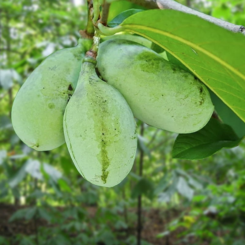 Pawpaw Tree (Asimina triloba) Live Bareroot Sapling 1–2 ft – Rare Native Fruit, Pollinator-Friendly