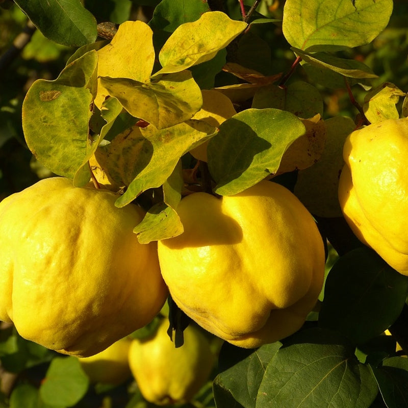 Quince Cuttings (Cydonia oblonga) 6–8 Inch Unrooted for Rooting or Grafting