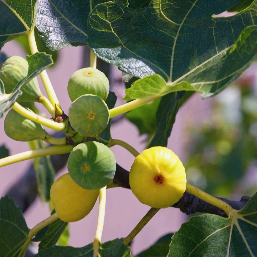 Green Ischia Fig Cuttings (Ficus carica) – 2 Unrooted 6-8" | Rare Heirloom, Strawberry Flesh