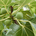 Italian Honey Fig Cuttings (Ficus carica) 6-8" Unrooted - For Rooting or Grafting