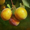 Grenade Pluot Scion Wood Cuttings – 5 Fresh Dormant Graft Cuttings for Grenade Pluot (Prunus salicina × armeniaca)