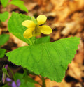 Yellow Violet Viola rotundifolia Bare-Root Plants - 5 Pcs | Native Woodland Shade Perennial