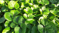 Wild Ginger (Asarum canadense) Bare-Root Plants - 5 Native Groundcover for Shade Gardens