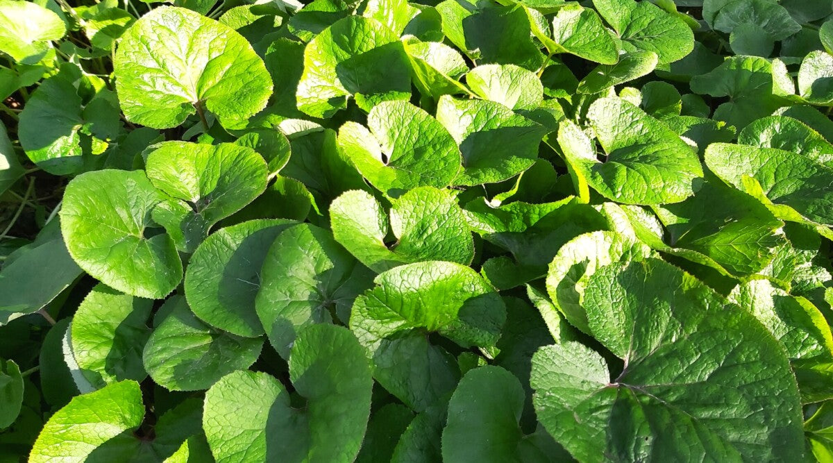 Wild Ginger (Asarum canadense) Bare-Root Plants - 5 Native Groundcover for Shade Gardens