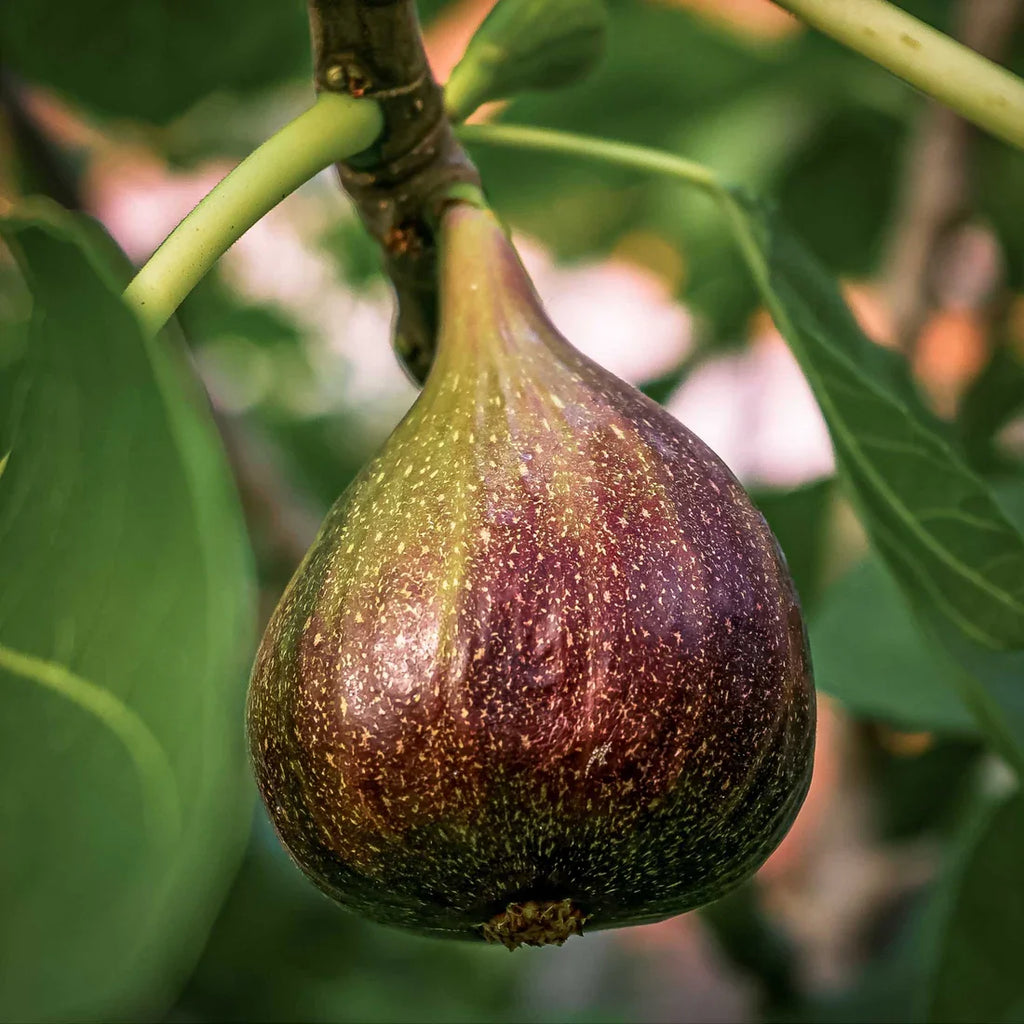 Brown Turkey Fig Cuttings (Ficus carica) - 5 Unrooted 6-8" | Self-Fertile, Cold Hardy, Easy Propagation