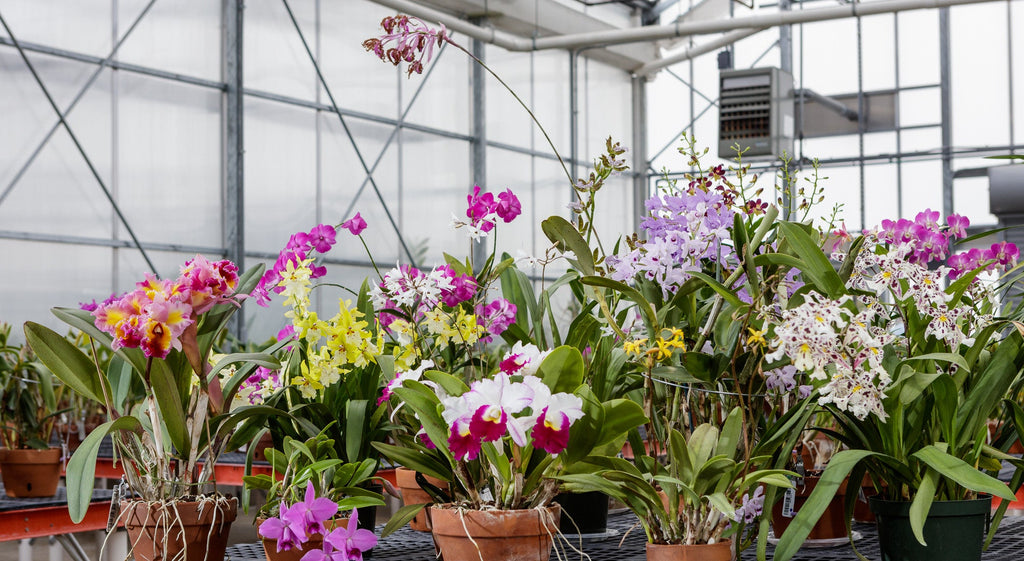 12 Bare Root Orchid Plants (3–5") | Assorted Varieties — Easy to Pot, Indoor Tropical Flowers