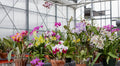 12 Bare Root Orchid Plants (3–5") | Assorted Varieties — Easy to Pot, Indoor Tropical Flowers