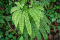 Northern Maidenhair Fern Adiantum pedatum Bare Root - 5 Plants