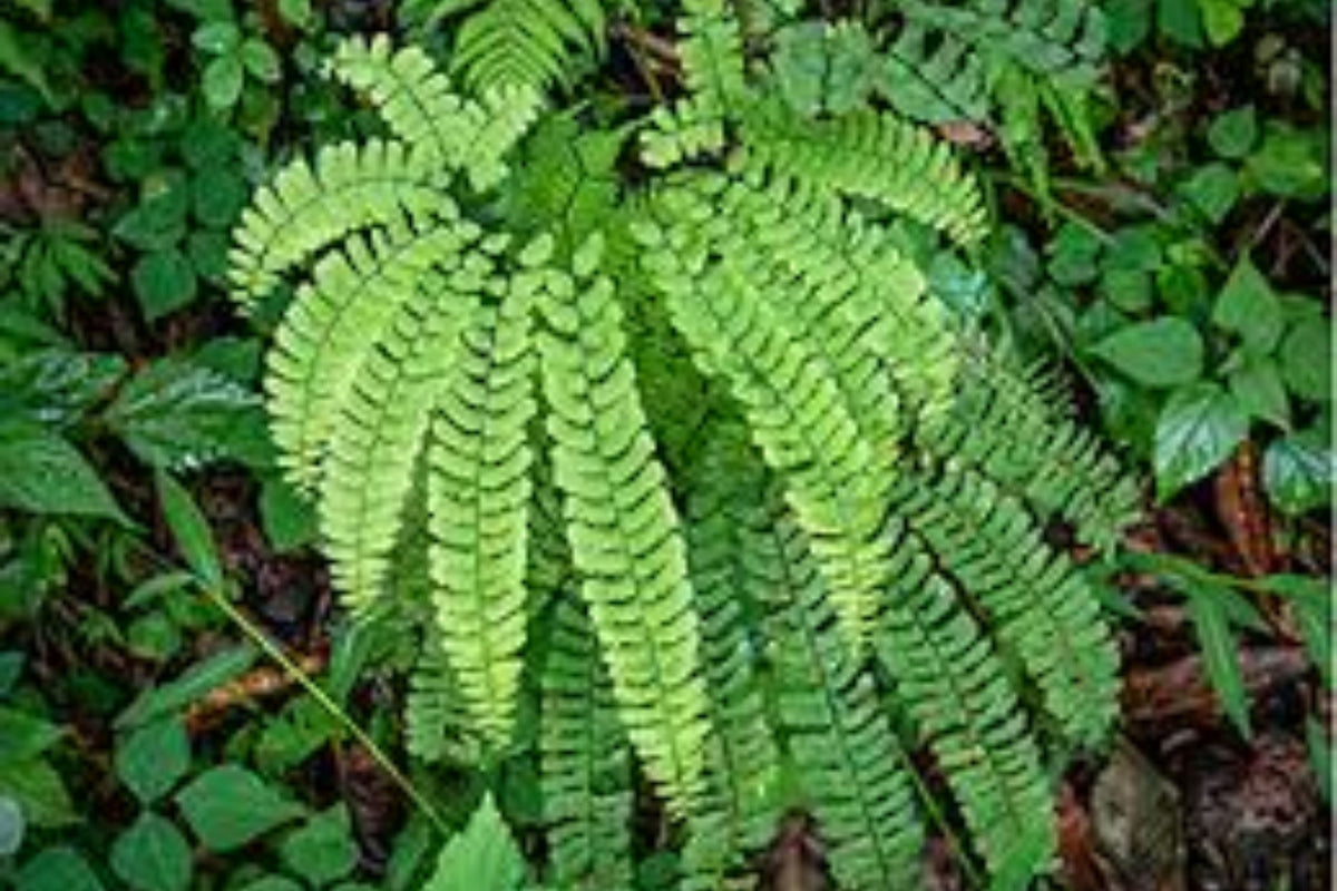 Northern Maidenhair Fern Adiantum pedatum Bare Root - 5 Plants