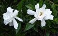 Gardenia Plants - 3 Rooted 4-5" Gardenias | Fragrant White Blooms | Ready to Transplant