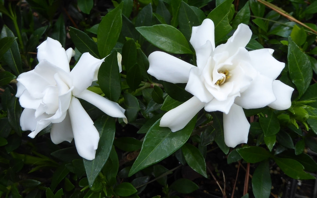Gardenia Plants - 3 Rooted 4-5" Gardenias | Fragrant White Blooms | Ready to Transplant