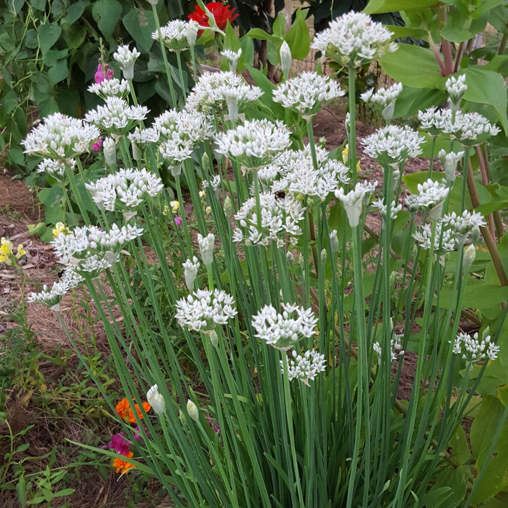 Garlic Chives Plants (Allium tuberosum) - 100 Live Bare Root Plants