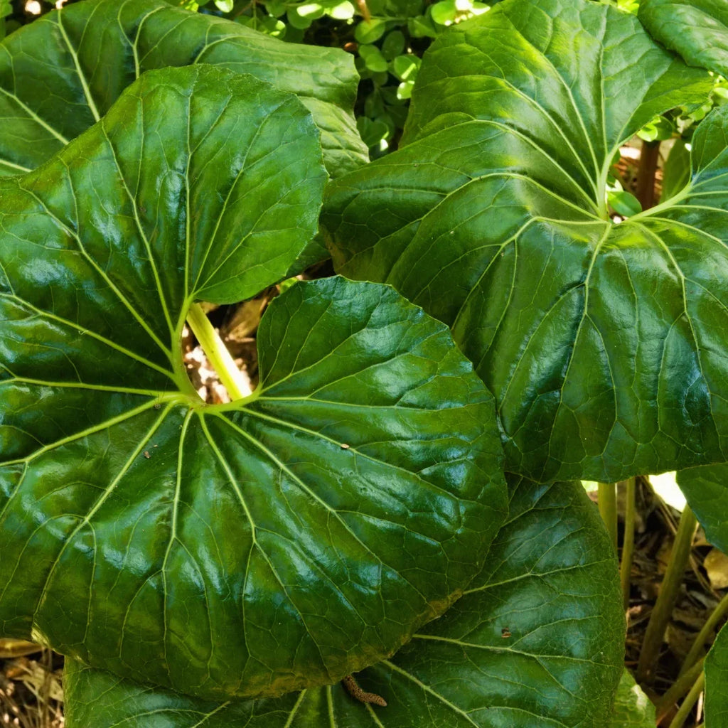 Giant Leopard Plant Farfugium japonicum ‘Giganteum’ – Live Starter Plant (Tractor Seat Plant) Shade Lover