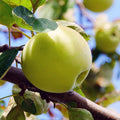 Golden Delicious Apple Tree Scions - 6 Unrooted Fresh Graft Cuttings, Organic