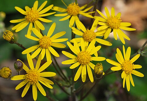 Packera aurea (Golden Ragwort) Seeds - 100 Seed Pack | Native Perennial Wildflower