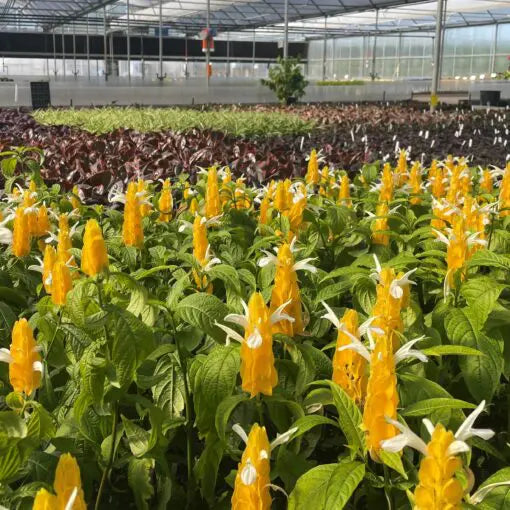 Yellow Shrimp Plant Pachystys lutea Bareroot Plugs - 2 Live Plants 5-7" tall